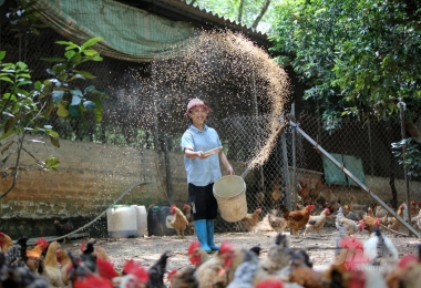 Nongnghiep.vn - Nuôi gà bằng thảo dược thu lợi hơn nửa tỷ đồng mỗi năm