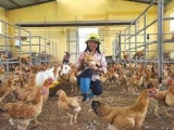 Cách dùng chế phẩm vi sinh trong chăn nuôi gà | VTC16