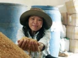 Kinh nghiệm ủ thức ăn chăn nuôi vi sinh ở Sóc Sơn