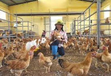 Cách dùng chế phẩm vi sinh trong chăn nuôi gà | VTC16