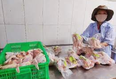 Lợi ích kép từ chăn nuôi gà vi sinh tại huyện Sóc Sơn